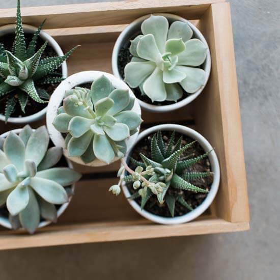 succulents for best indoor plants for your home 